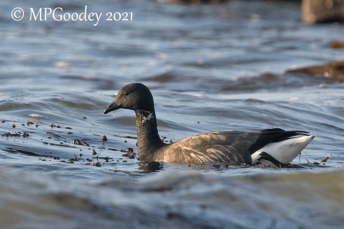Dark-bellied Brent Goose