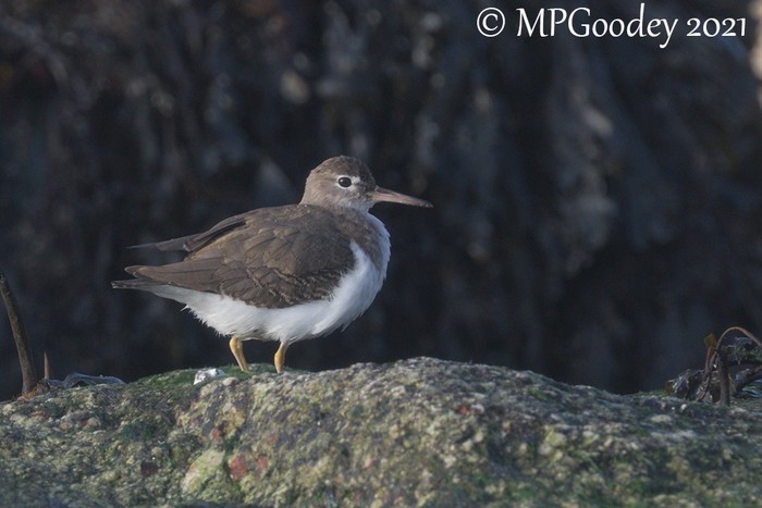Spotted Sandpiper