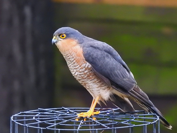 Sparrowhawk