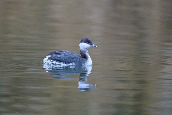 Slavonian Grebe