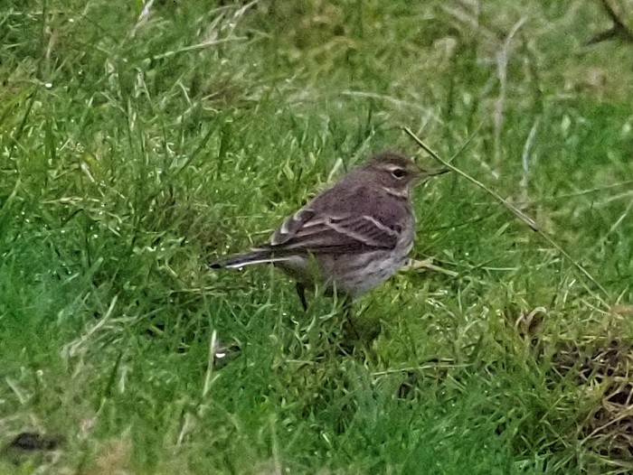 Water Pipit