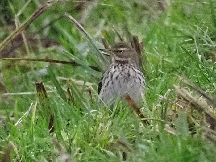 Water Pipit