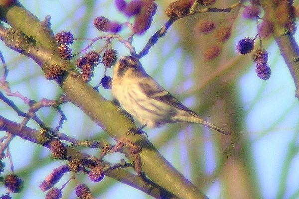Coues's Arctic Redpoll
