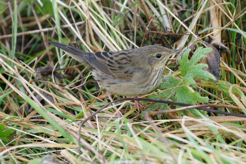 Lanceolated Warbler