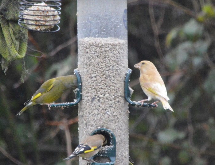 Greenfinch