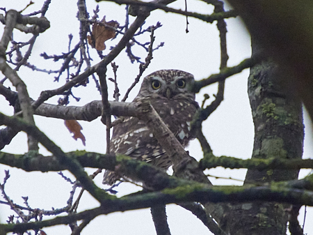 Little Owl