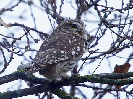Little Owl