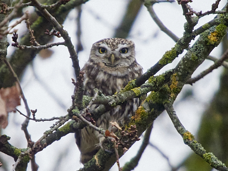 Little Owl