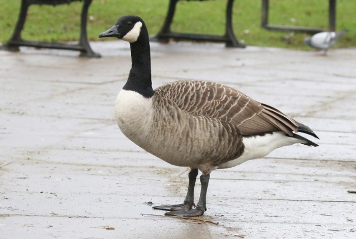 Atlantic Canada Goose
