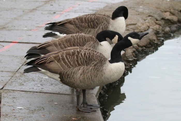Atlantic Canada Goose