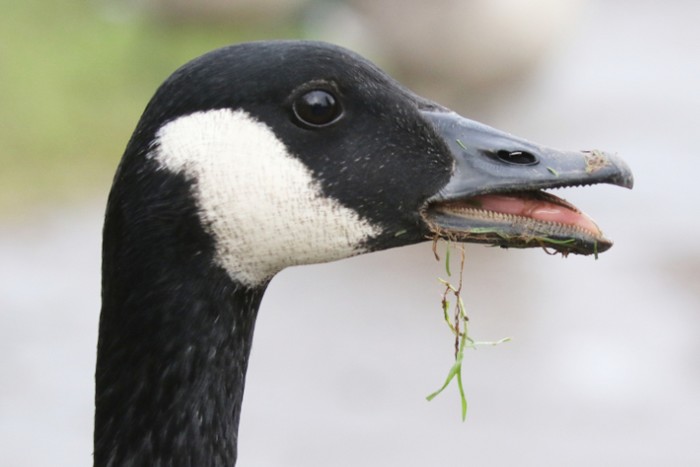 Atlantic Canada Goose