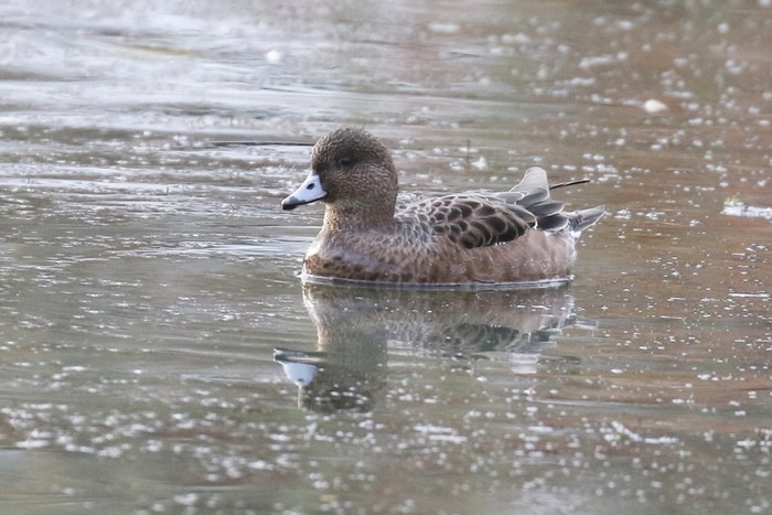 Wigeon