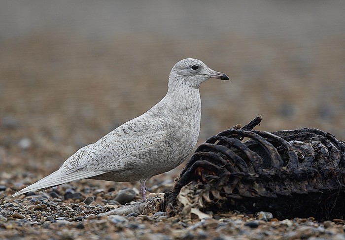 Iceland Gull