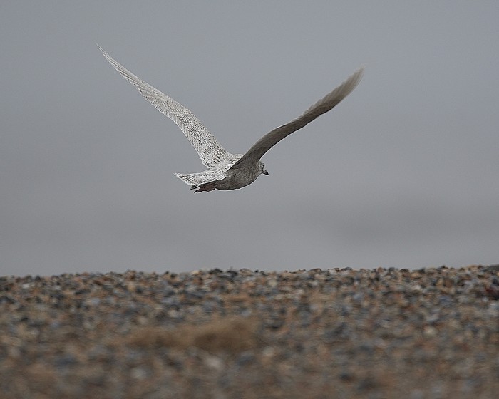 Iceland Gull