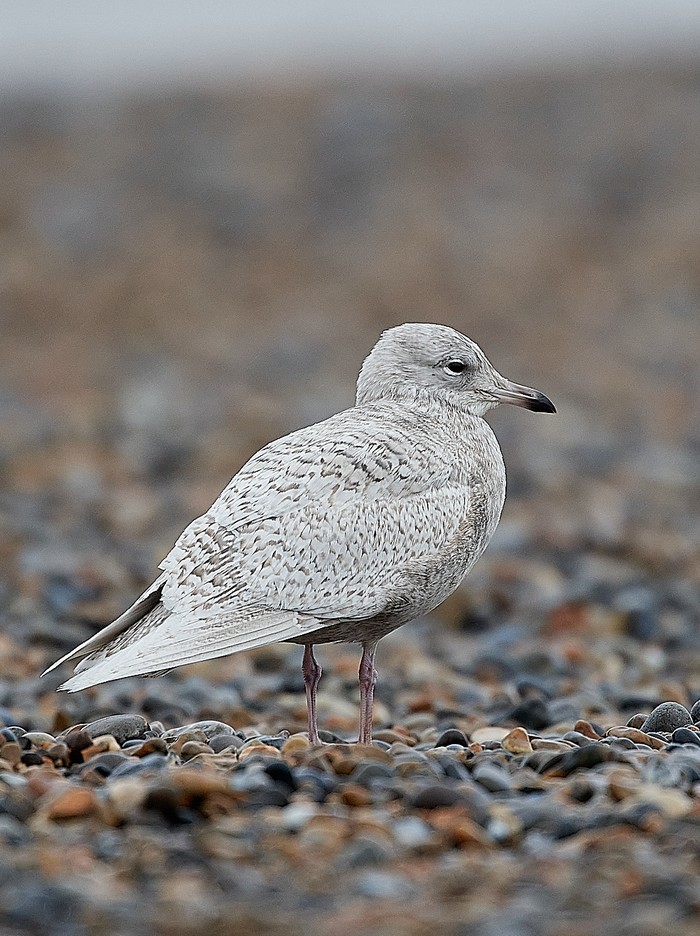 Iceland Gull