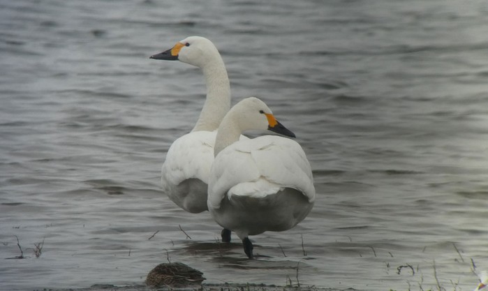 Bewick's Swan