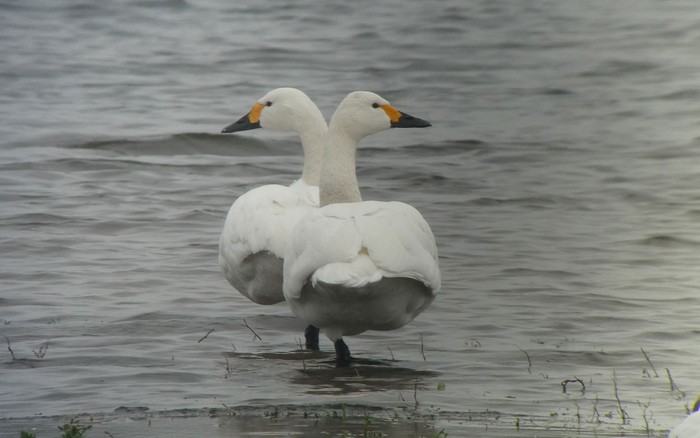 Bewick's Swan