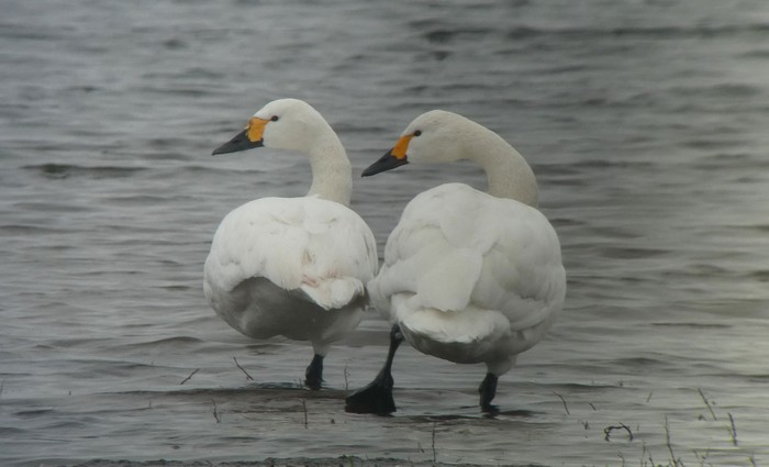 Bewick's Swan