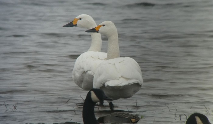 Bewick's Swan