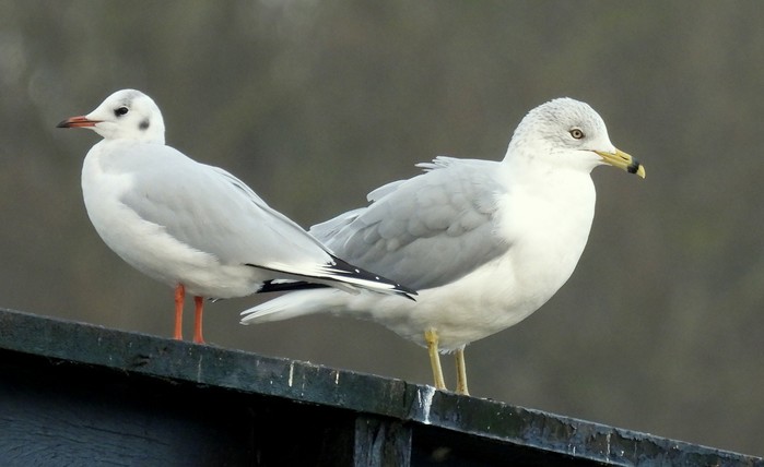 Ring-billed Gull