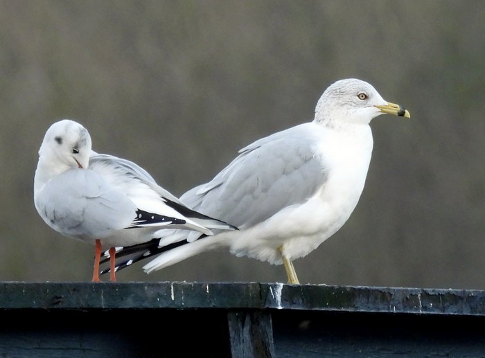 Ring-billed Gull