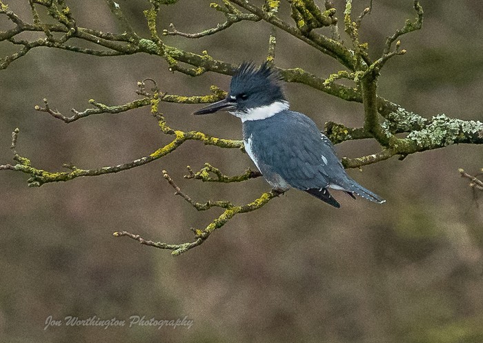 Belted Kingfisher
