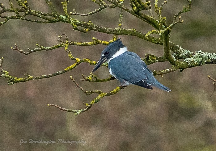 Belted Kingfisher
