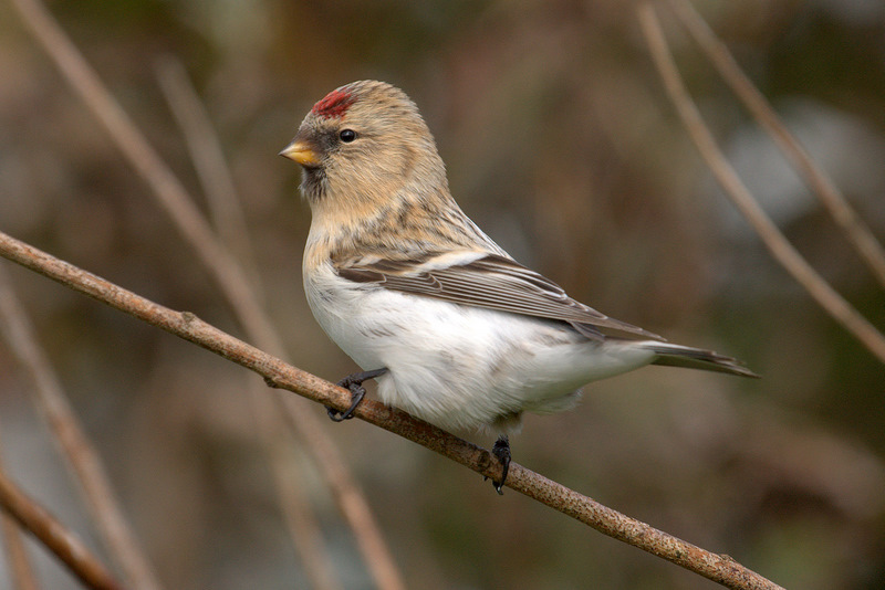 Hornemann's Arctic Redpoll