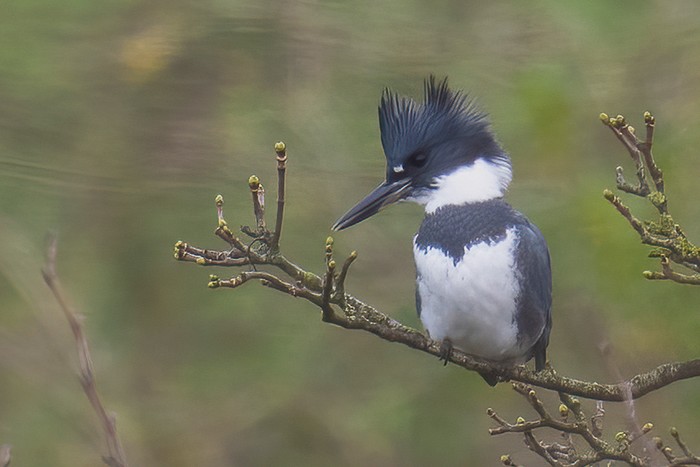 Belted Kingfisher