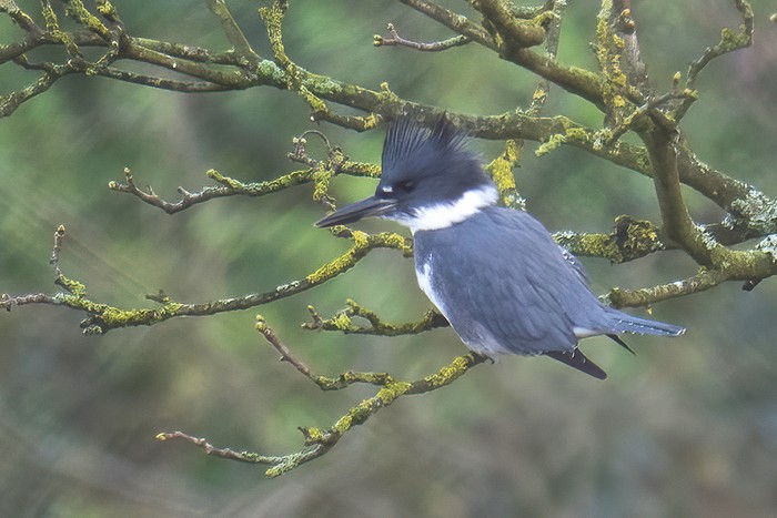 Belted Kingfisher