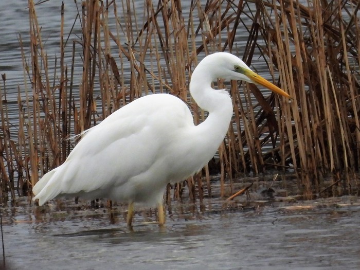 Great White Egret