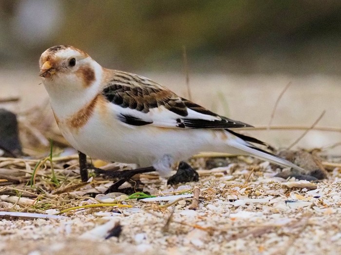 Snow Bunting