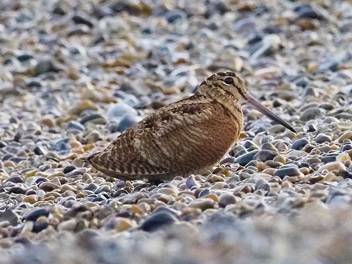Woodcock