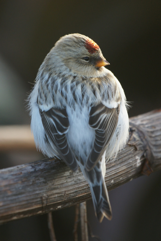 Hornemann's Arctic Redpoll