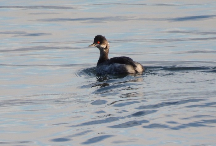 Black-necked Grebe