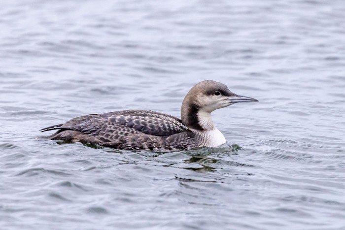 Pacific Diver
