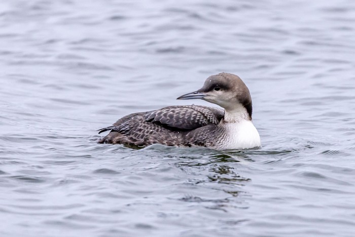 Pacific Diver