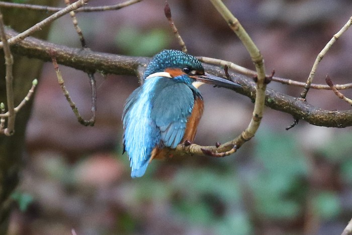 Kingfisher 