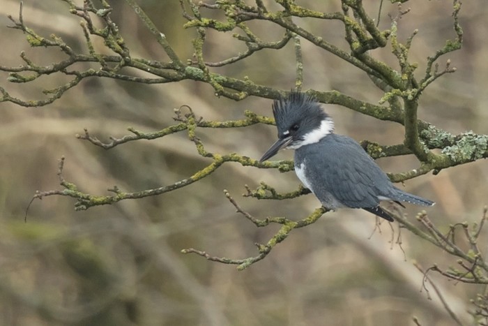 Belted Kingfisher