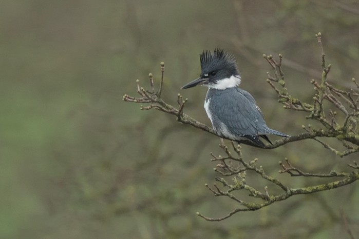 Belted Kingfisher