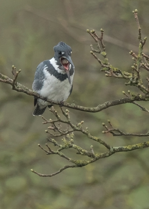 Belted Kingfisher