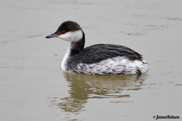 Slavonian Grebe