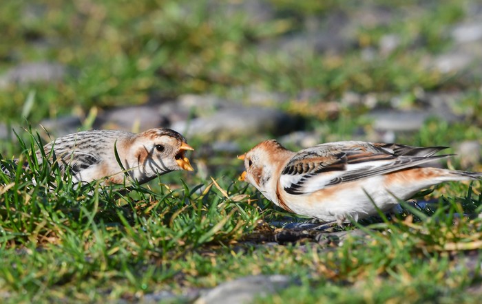 Snow Bunting