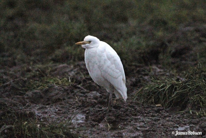 Cattle Egret