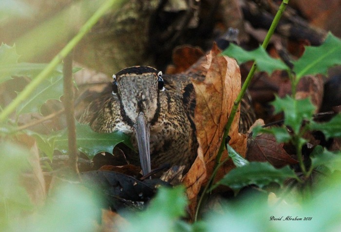 Woodcock 