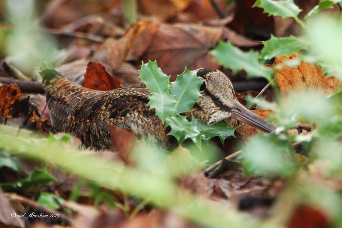 Woodcock 