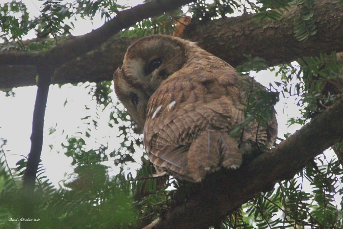 Tawny Owl