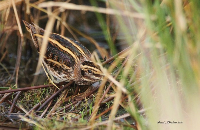 Jack Snipe 