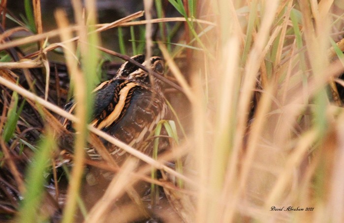 Jack Snipe