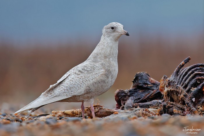 Iceland Gull